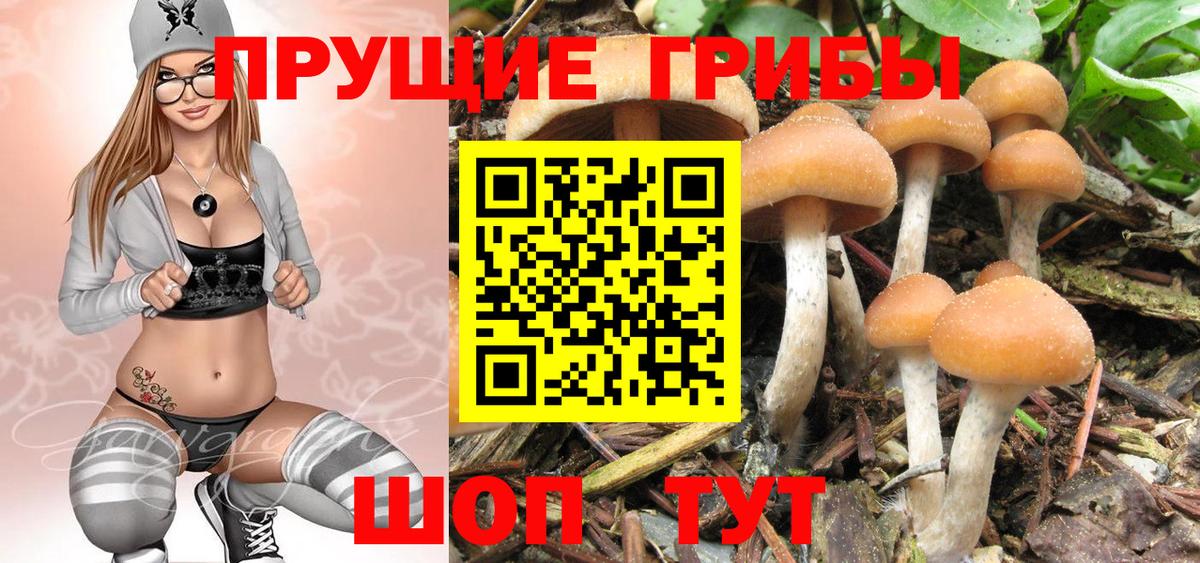 Псилоцибиновые грибы Psilocybe Подольск